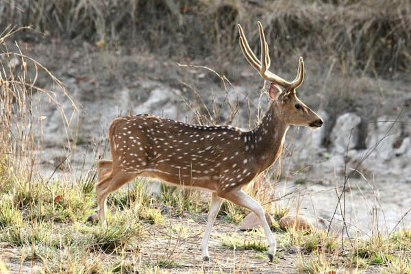 Bandavgarh