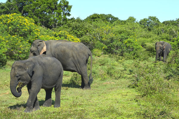 Millennium Elephant Foundation Sri Lanka