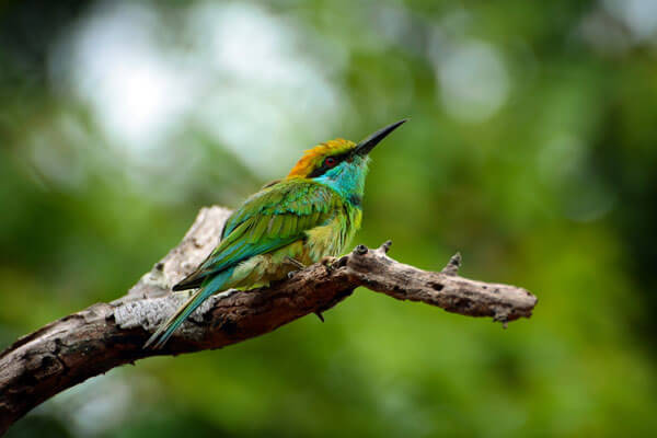 Yala National Park Sri Lanka